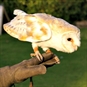 Private Birds of Prey Experiences in Oxfordshire